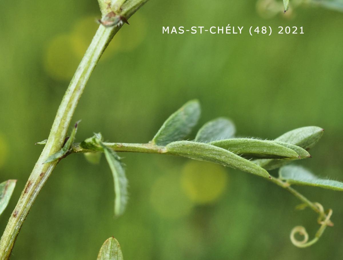 Vetch, Hairy leaf